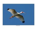1078 white ibis
